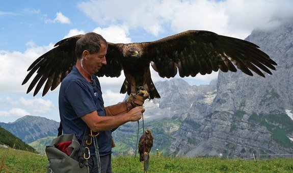 Falkenhof_Paul_Klima_Steinadler_Filmdreh_Detail, &copy; Julia Keck