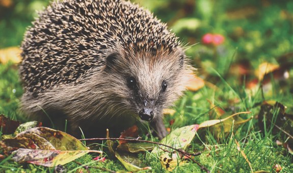 Igel, &copy; pronatour