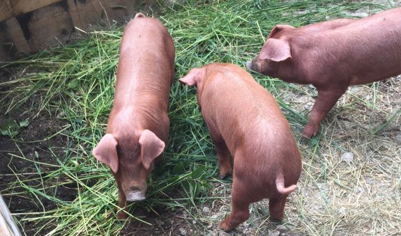 Sperrhof EKF, &copy; Daniel Delang