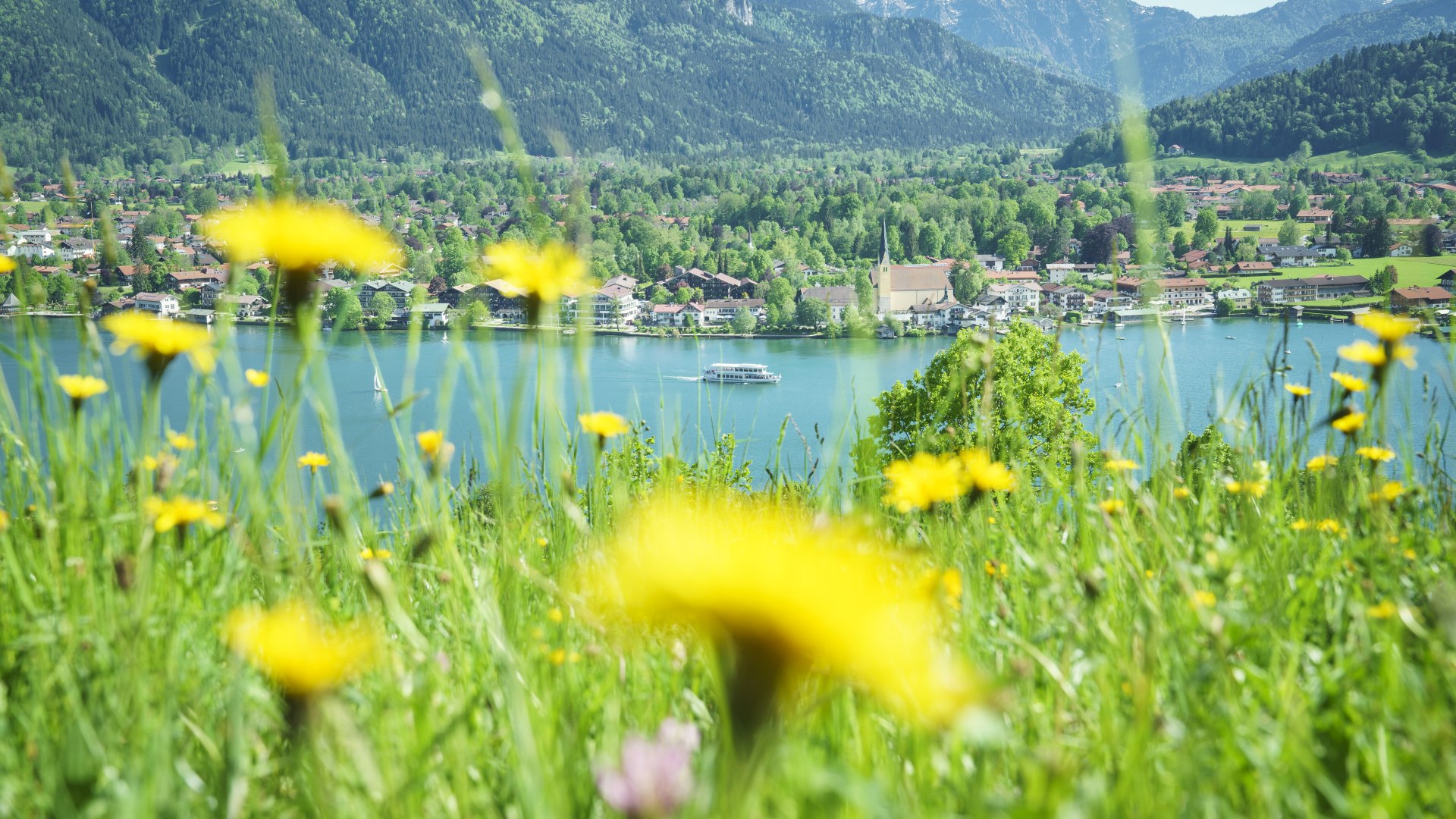 Eine wundervolle Blühwiese oberhalb des Tegernsees im strahlenden Sonnenschein, © Dietmar Denger