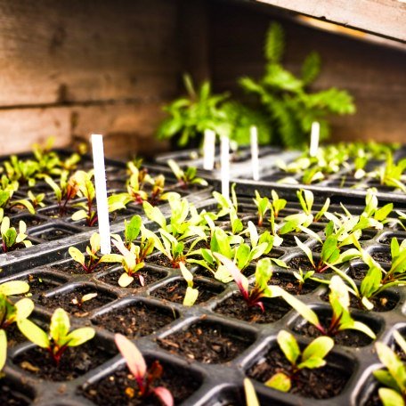 boarhof_mai19-01-1-von-1, © Der Tegernsee Rachel boarhof_mai19-01-1-von-1, © Der Tegernsee Rachel