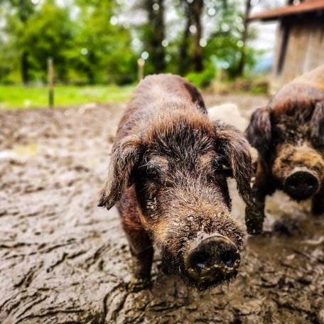 boarhof_mai19-08-1-von-1, &copy; Der Tegernsee Rachel