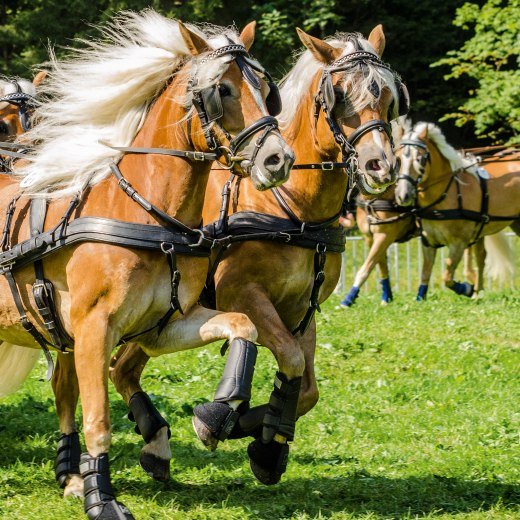 Rosstag, &copy; Rainer Vetter