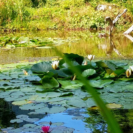 Bl&uuml;hwiese im Kurpark Kreuth, &copy; Kimpfbeck