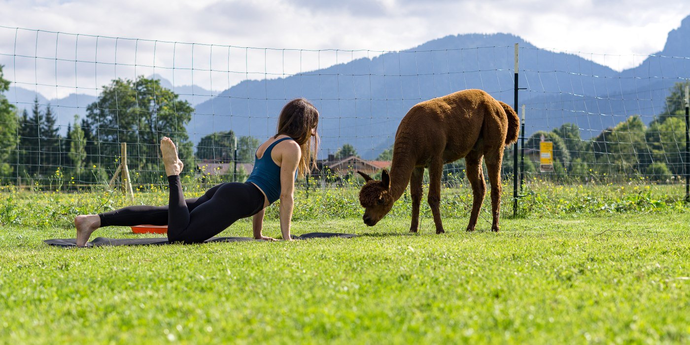 NK_Alpaka Yoga &copy; Stefanie Pfeiler_050, &copy; DER TEGERNSEE