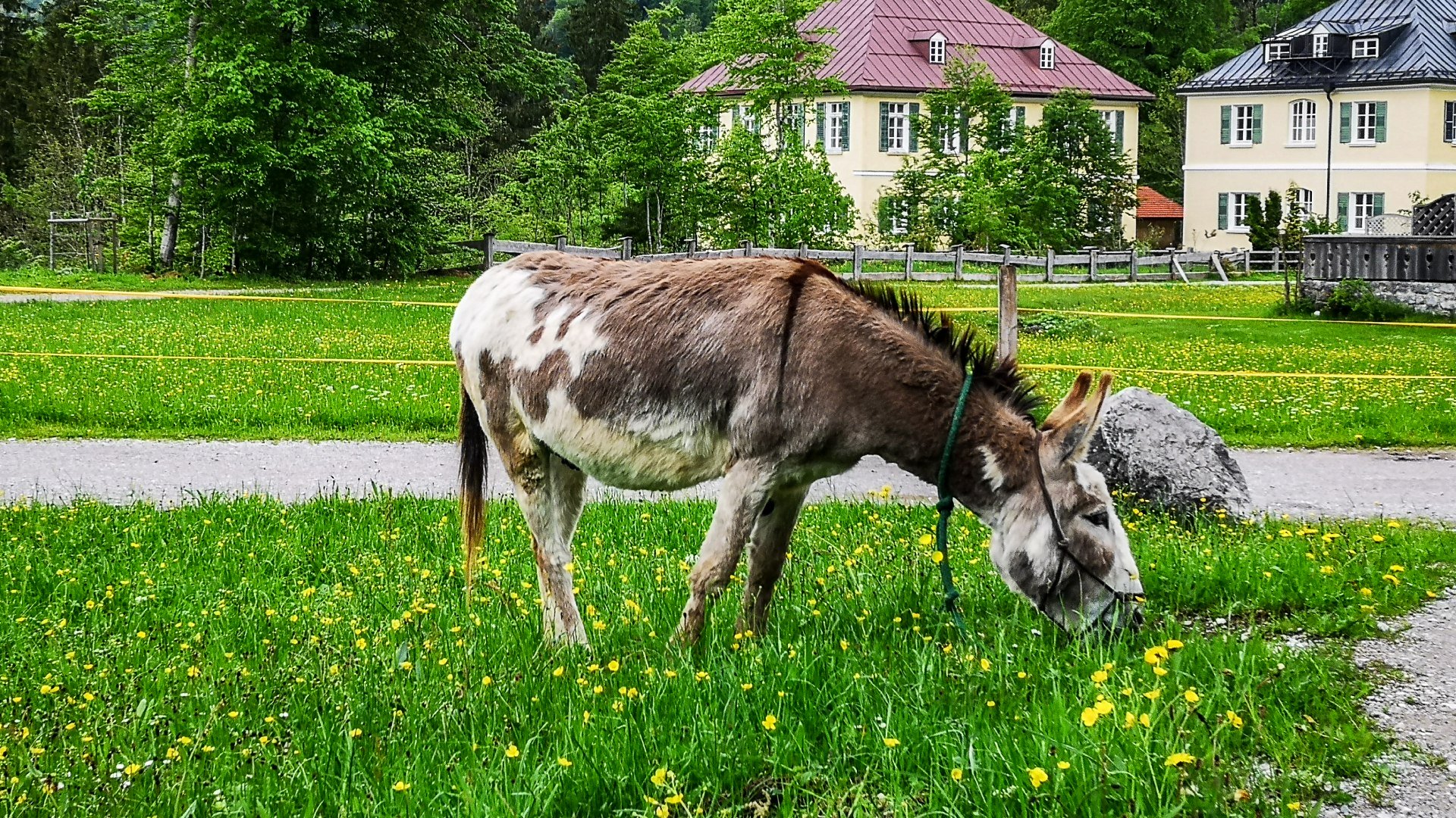 Eselwanderung im Bergsteigerdorf Kreuth, © Der Tegernsee Eselwanderung im Bergsteigerdorf Kreuth, © Der Tegernsee