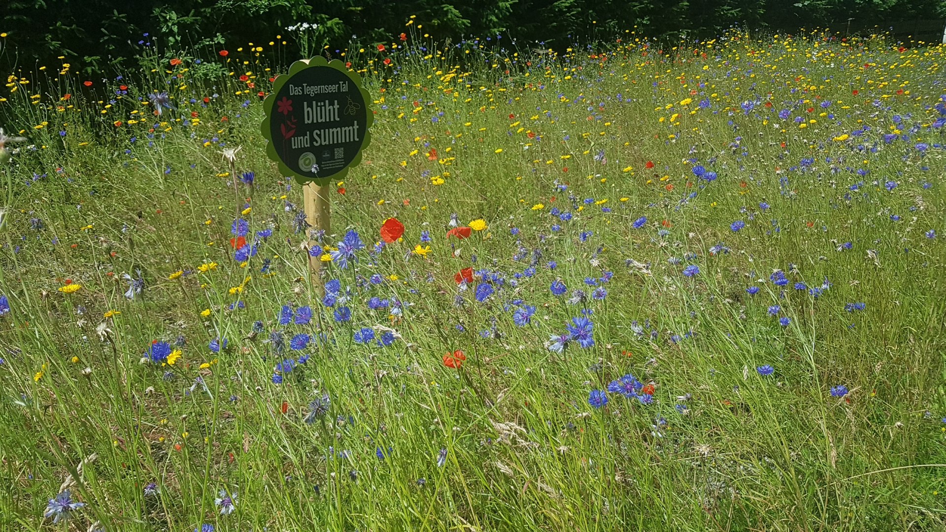 Blumenwiese in der Dr. Scheid-Stra&szlig;e, &copy; Gunther Mair