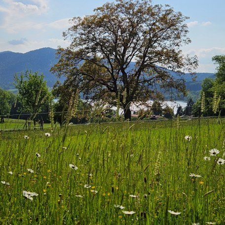 https://images.bs.ds-srv.net/objekt_pics/obj_full_32086_012.jpg, &copy; im-web.de/ Tourist-Information Gmund am Tegernsee
