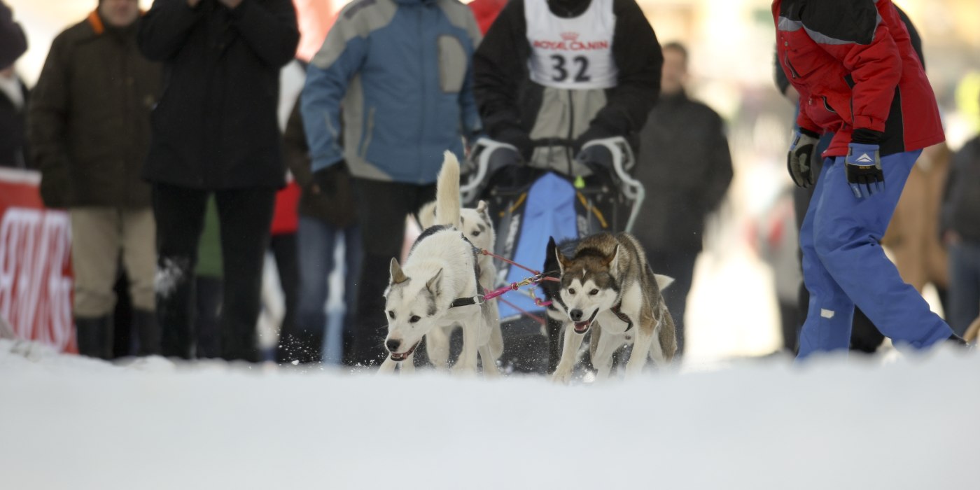 seevents_hundeschlitten seevents_hundeschlitten