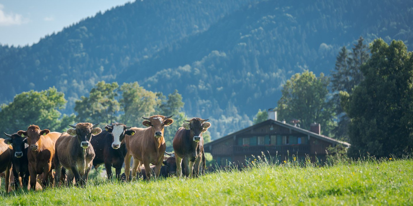 Holz_Wanderung © Der Tegernsee_Dietmar Denger (3), © Dietmar Denger Holz_Wanderung © Der Tegernsee_Dietmar Denger (3), © Dietmar Denger