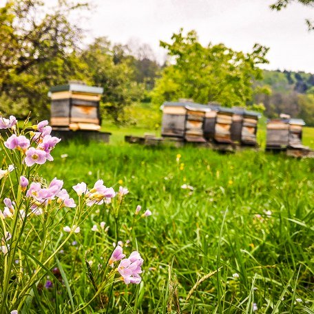 boarhof_mai19-04-1-von-1, &copy; Der Tegernsee Rachel