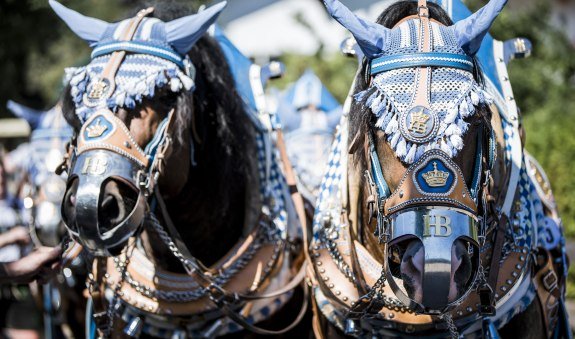 Rosstag Rottach Egern, © Hansi Heckmair