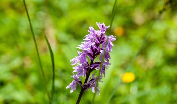 Kraeuterwanderung © Der Tegernsee_Sabine Ziegler-Musiol_0036, © Hansi Heckmair