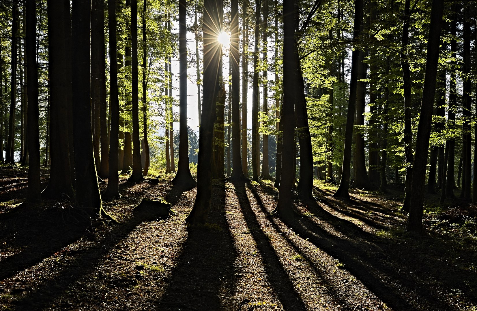 Die Sonne bricht durch die Bäume im Wald am Tegernsee, © www.bayern.by - Gert Krautbauer