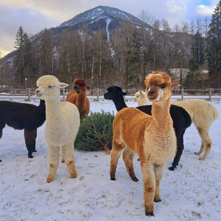 Unsere Alpakaherde, &copy; im-web.de/ Tourist-Information Rottach-Egern