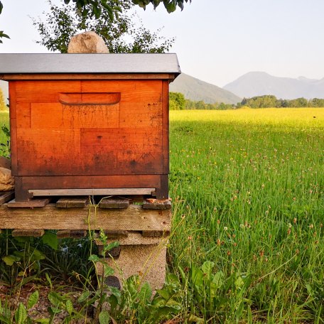 Lehrbienenstand Gmund Bild 3, © Bezirksimkerverein Gmund - Tegernseer Tal und Umgebung e. V. Lehrbienenstand Gmund Bild 3, © Bezirksimkerverein Gmund - Tegernseer Tal und Umgebung e. V.