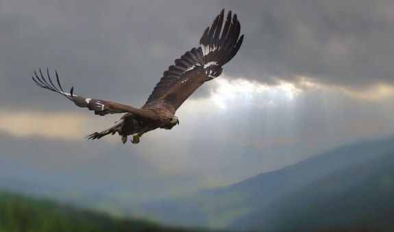 Tonis Steinadlerwanderung, © AdobeStock