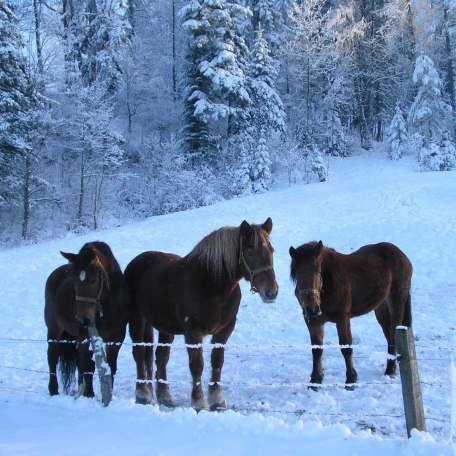 https://d1pgrp37iul3tg.cloudfront.net/objekt_pics/obj_full_32242_016.jpg, © im-web.de/ Tourist-Information Gmund am Tegernsee