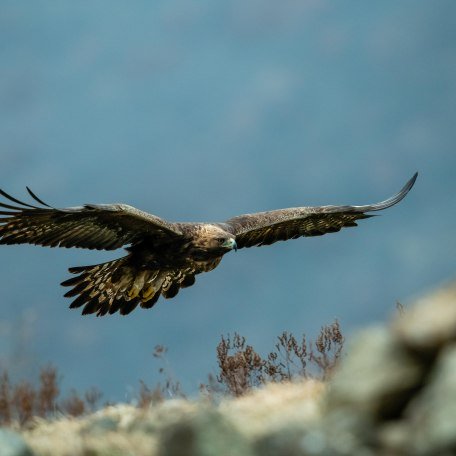 NK_KeyVisual_Steinadlerwanderung © Adobe Stock_Tomas Hulik, © Adobe Stock
