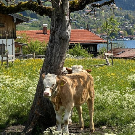 https://images.bs.ds-srv.net/objekt_pics/obj_full_45001_004.jpg, © im-web.de/ Tourist-Information Rottach-Egern