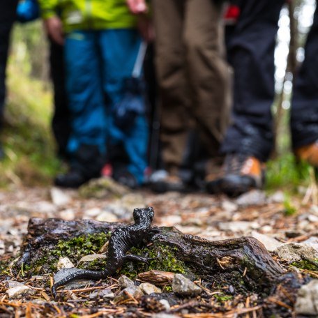 rose_travel_q-1080337 rose_travel_q-1080337