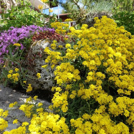 Alpengarten gelb, &copy; Haus Schu&szlig;mann