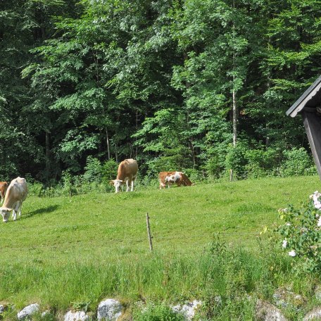 Ferienwohnung Haus Pletscherer sonnig und ruhig gelegen mit freiem Bergblick, © GERLIND SCHIELE PHOTOGRAPHY TEGERNSEE