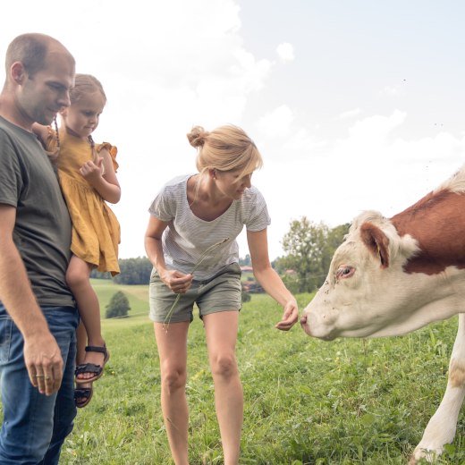 Family on the cow pasture, © Hansi Heckmair