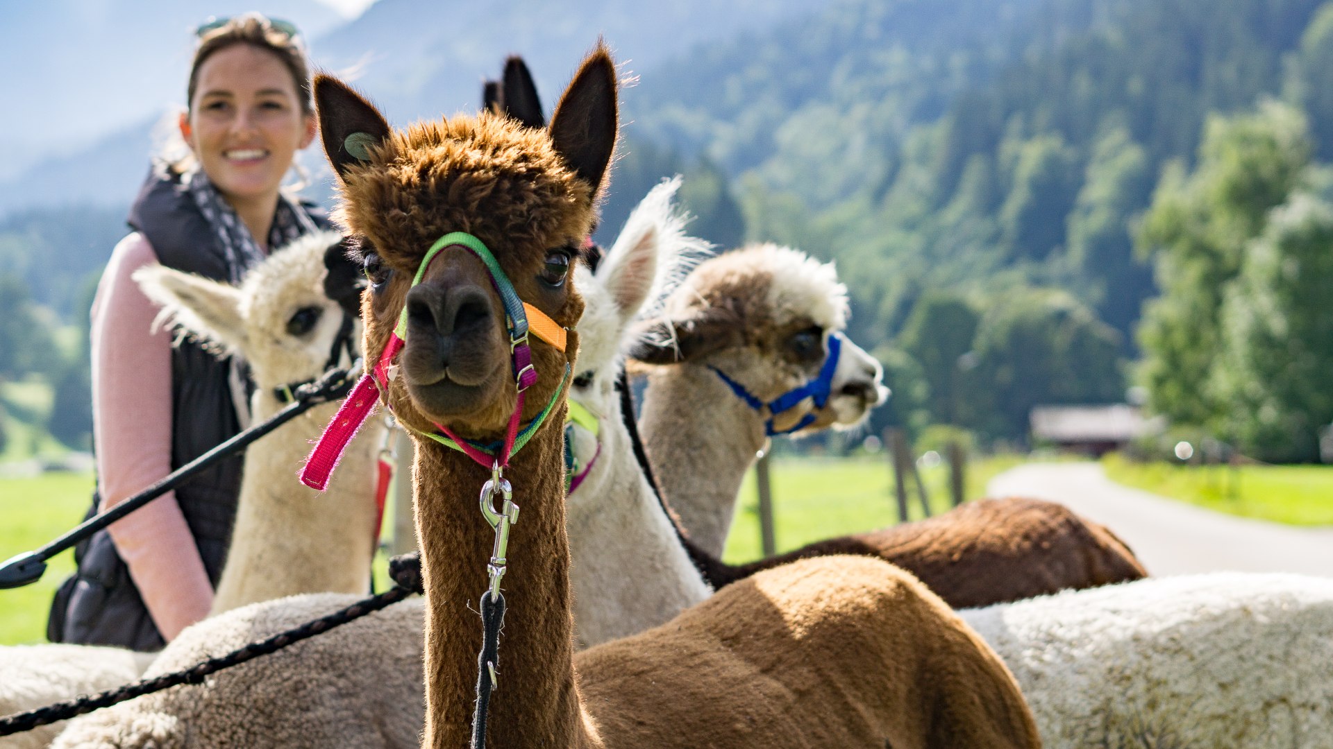 Alpaka Wanderungen am Tegernsee, © Der Tegernsee Alpaka Wanderungen am Tegernsee, © Der Tegernsee