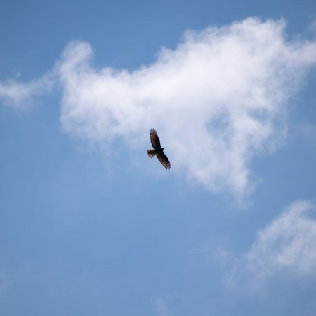 NK_Steinadlerwanderung © Adobe Stock_Georg, © Adobe Stock
