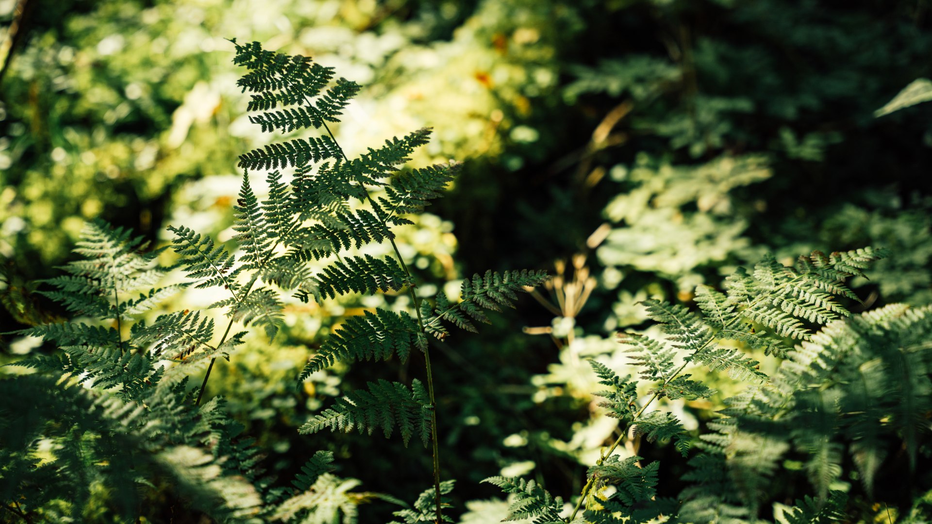 Waldtherapie Gebauer, &copy; Physio Dahoam Fr. Gebauer