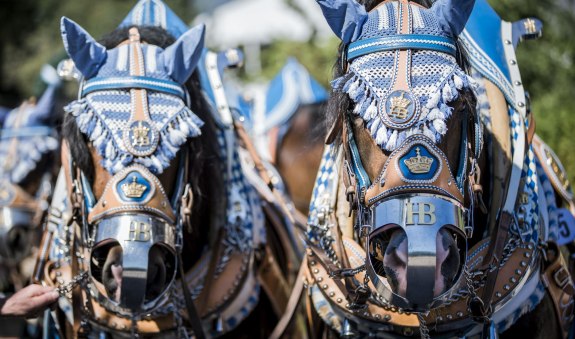 Rosstag 2025, &copy; Der Tegernsee (Hansi Heckmair)