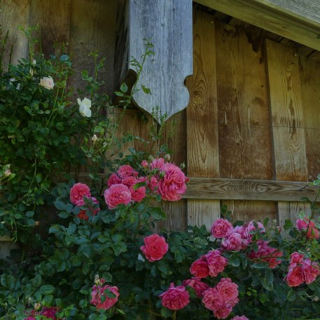 Rosenpracht, &copy; im-web.de/ Tourist-Information Rottach-Egern