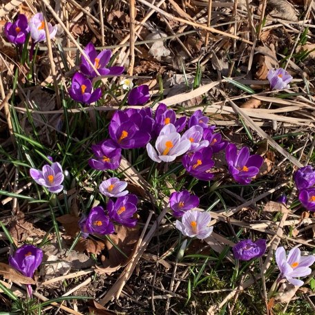 Wiesenblumen, &copy; im-web.de/ Tourist-Information Bad Wiessee