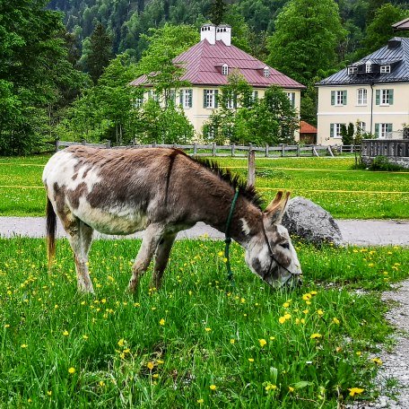 Eselwanderung im Bergsteigerdorf Kreuth, © Der Tegernsee