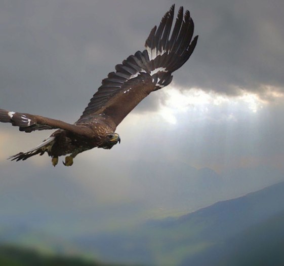 Steinadlerwanderung, © Der Tegernsee (Adobe Stock)