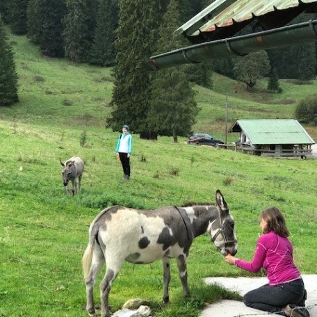 Eselwanderung im Bergsteigerdorf, © Eseltreff am Tegernsee Eselwanderung im Bergsteigerdorf, © Eseltreff am Tegernsee