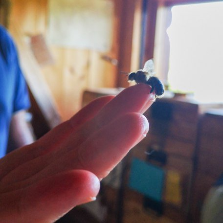 Lehrbienenstand_Gmund_6, &copy; DER TEGERNSEE I. Munstermann