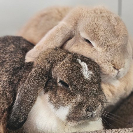 Stupsi & Fl&ouml;ckchen, &copy; by S. H.-P.