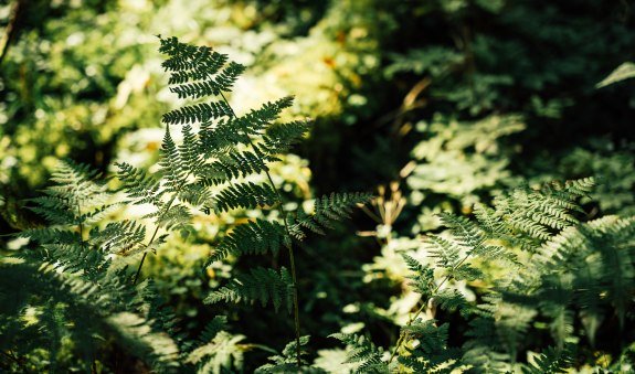 Waldtherapie Gebauer, &copy; Physio Dahoam Fr. Gebauer