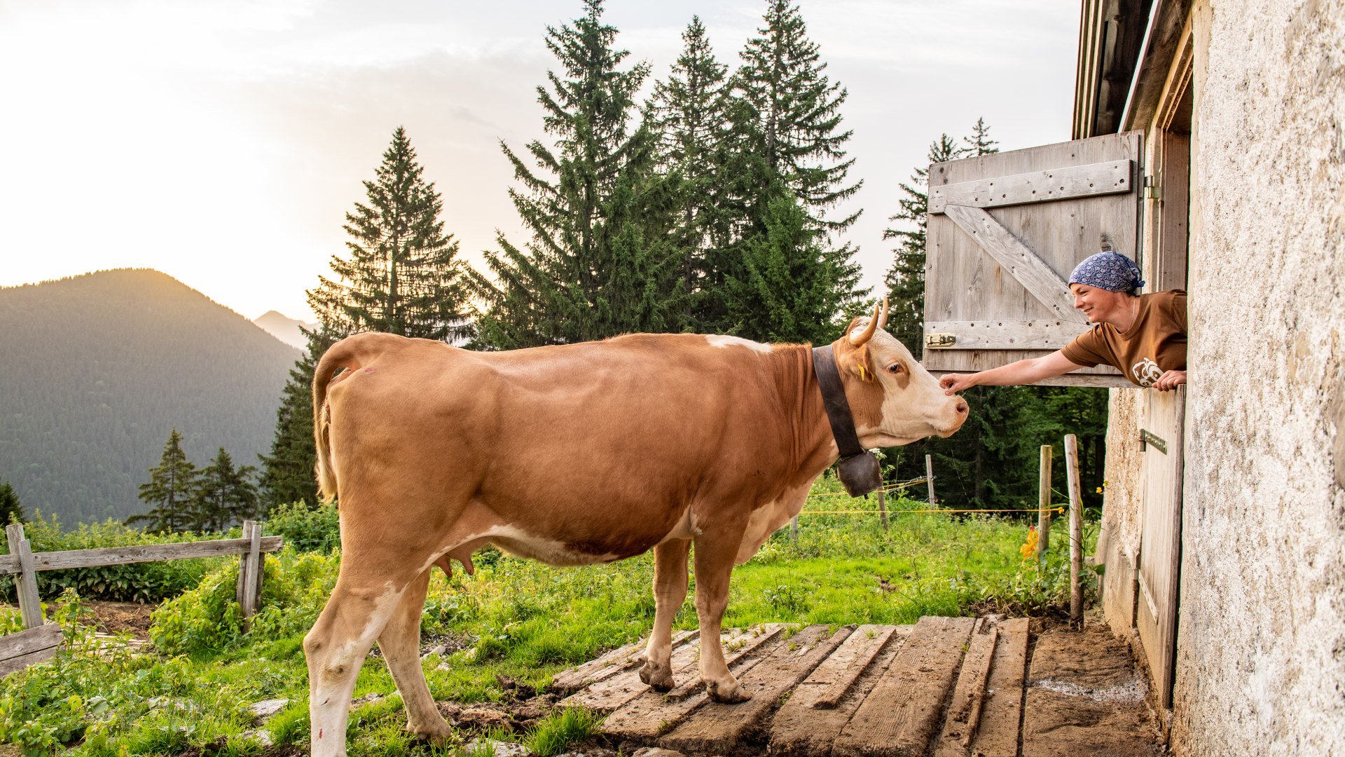 Auf der Bucheralm sorgt die Sennerin Liesi f&uuml;r die K&uuml;he, melkt , buttert und kast...