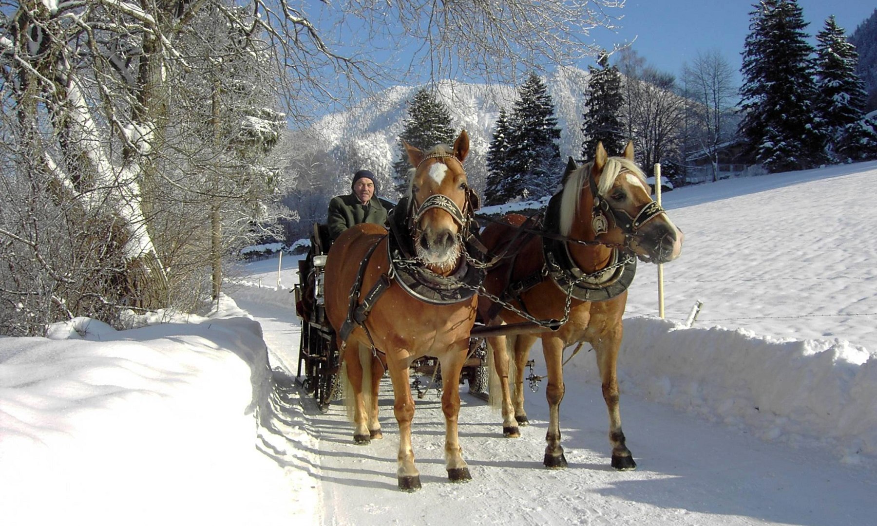 pferdeschlitten-adlbert_01 pferdeschlitten-adlbert_01