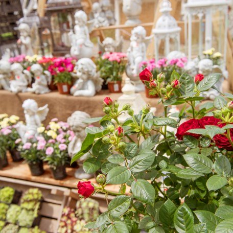 rosen, &copy; &copy;MarktundAktion