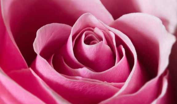 Rose, © Sonja Reichel