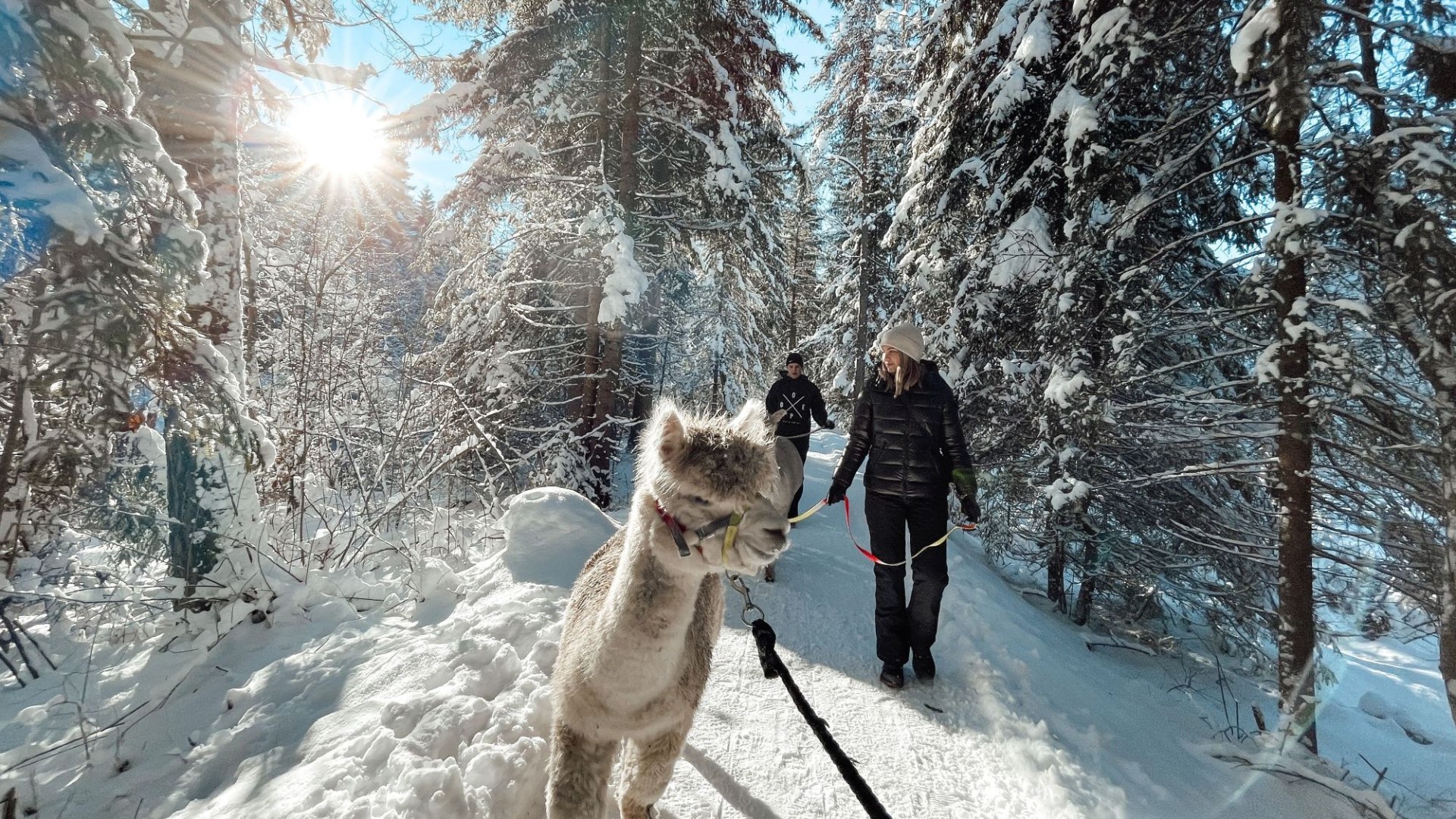 Alpakas im Winter, &copy; Fotowerk Tegernsee