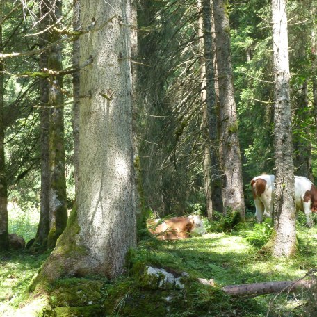 Bodenerlebnispfad Schwarzenbachtal, © Landesamt für Umwelt Bodenerlebnispfad Schwarzenbachtal, © Landesamt für Umwelt