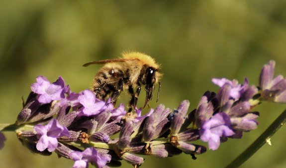 Wildbiene, &copy; pronatour