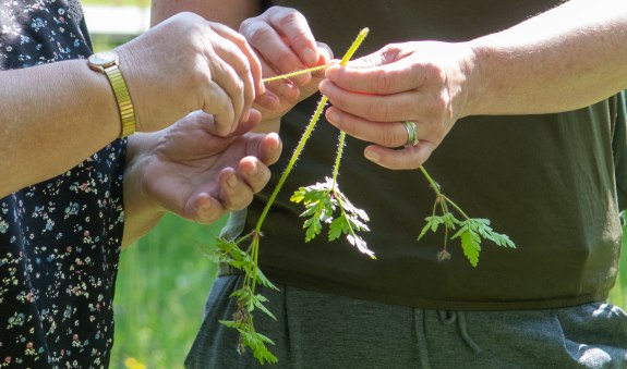Kraeuter &copy; Der Tegernsee, Thomas Plettenberg (2), &copy; &copy; Der Tegernsee, Thomas Plettenberg