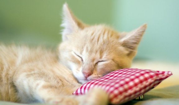 tierarztpraxistegernsee