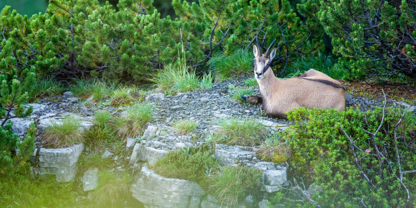 thf_wildes-tal_bernd-ritschel, © Der Tegernsee (Bernd Ritschel) thf_wildes-tal_bernd-ritschel, © Der Tegernsee (Bernd Ritschel)
